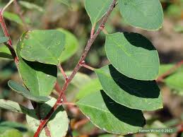 Attēlu rezultāti vaicājumam “Cotoneaster multiflorus leaf”