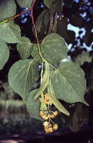 Attēlu rezultāti vaicājumam “Tilia platyphyllos subsp. cordifolia leaf”