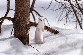 Attēlu rezultāti vaicājumam “Mustela nivalis”