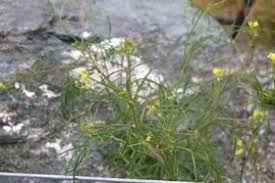 Attēlu rezultāti vaicājumam “Sisymbrium altissimum”