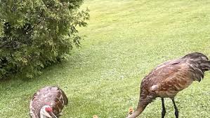 Image result for Norfolk Hillwalking Club