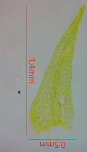 Attēlu rezultāti vaicājumam “Dicranella staphylina cells”