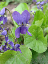 Attēlu rezultāti vaicājumam “Viola reichenbachiana”