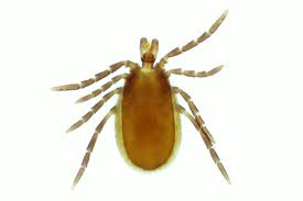 Attēlu rezultāti vaicājumam “Ixodes”