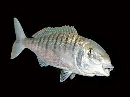 Image result for Lithognathus lithognathus