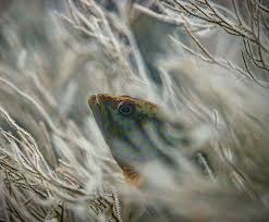 Image result for Epinephelus guttatus