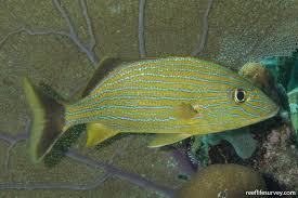 Image result for Haemulon sciurus