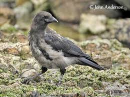 Attēlu rezultāti vaicājumam “Corvus cornix juvenile”