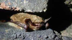Attēlu rezultāti vaicājumam “Myotis dasycneme”