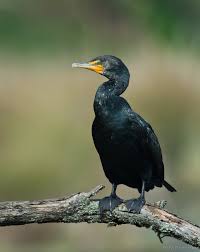 Image result for Phalacrocorax auritus