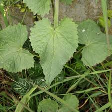 Attēlu rezultāti vaicājumam “Lunaria annua leaf”