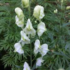 Attēlu rezultāti vaicājumam “Aconitum napellus leaf”