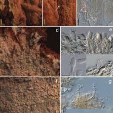 Attēlu rezultāti vaicājumam “Crustoderma dryinum”