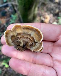 Attēlu rezultāti vaicājumam “Cerrena unicolor”