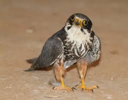 Attēlu rezultāti vaicājumam “Falco subbuteo”