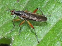 Attēlu rezultāti vaicājumam “Sciomyzidae”