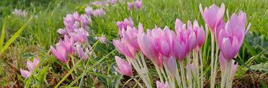 Image result for Herbstzeitlose