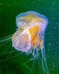 Image result for Phacellophora camtschatica