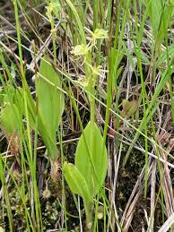 Attēlu rezultāti vaicājumam “Liparis loeselii flower”