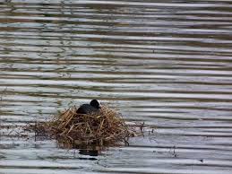 Attēlu rezultāti vaicājumam “Fulica atra nest”
