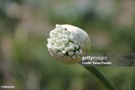 Attēlu rezultāti vaicājumam “Allium cepa bud”