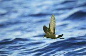 Image result for Oceanites oceanicus