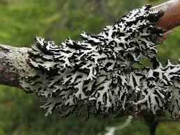 Attēlu rezultāti vaicājumam “Hypogymnia physodes”