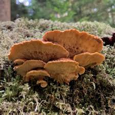 Attēlu rezultāti vaicājumam “Pycnoporellus fulgens”