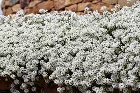 Attēlu rezultāti vaicājumam “Lobularia maritima”