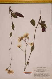 Attēlu rezultāti vaicājumam “Hieracium vulgatum”