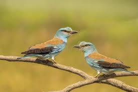 Attēlu rezultāti vaicājumam “Coracias garrulus adult”