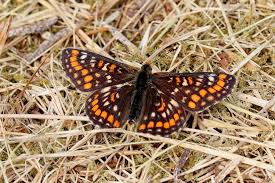 Attēlu rezultāti vaicājumam “Euphydryas maturna larva”