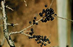 Attēlu rezultāti vaicājumam “Rhamnus cathartica fruit”