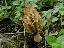 Attēlu rezultāti vaicājumam “Morchella sp.”