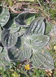 Attēlu rezultāti vaicājumam “Plantago media bud”