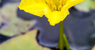 Image result for Seekanne