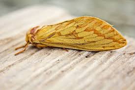 Attēlu rezultāti vaicājumam “Hepialus sylvina female”