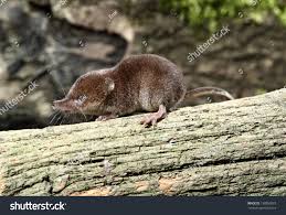 Attēlu rezultāti vaicājumam “Sorex araneus”