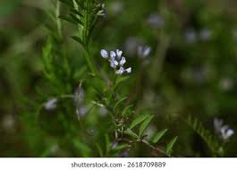 Attēlu rezultāti vaicājumam “Vicia hirsuta flower”