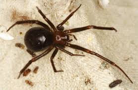 Attēlu rezultāti vaicājumam “Steatoda grossa”