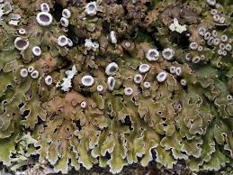 Attēlu rezultāti vaicājumam “Physconia distorta”