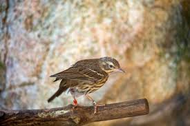 Image result for Anthus hodgsoni