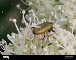 Attēlu rezultāti vaicājumam “Chrysanthia geniculata”