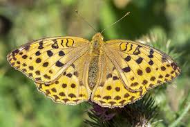 Attēlu rezultāti vaicājumam “Argynnis laodice”