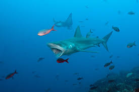 Image result for Carcharhinus galapagensis