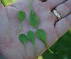 Attēlu rezultāti vaicājumam “Bellis perennis bud”