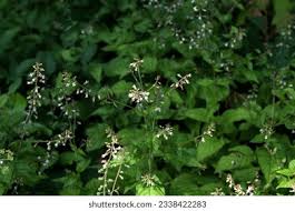 Attēlu rezultāti vaicājumam “Circaea lutetiana leaf”