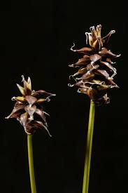 Attēlu rezultāti vaicājumam “Carex dioica”