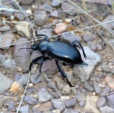 Attēlu rezultāti vaicājumam “Blaps mortisaga”