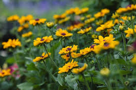 Image result for Rudbeckia Paradisio